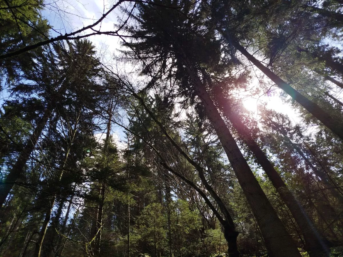 Ista sječa, različita korist: Šume donose tri puta više novca u RS nego u Federaciji 