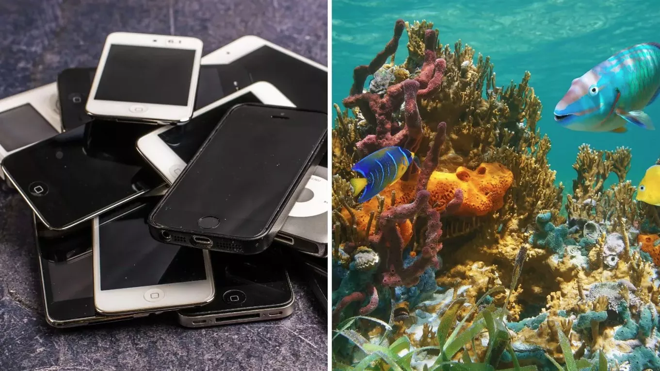 Kako bi vaš stari telefon mogao postati 'mali data centar' koji pomaže da prate morski život
