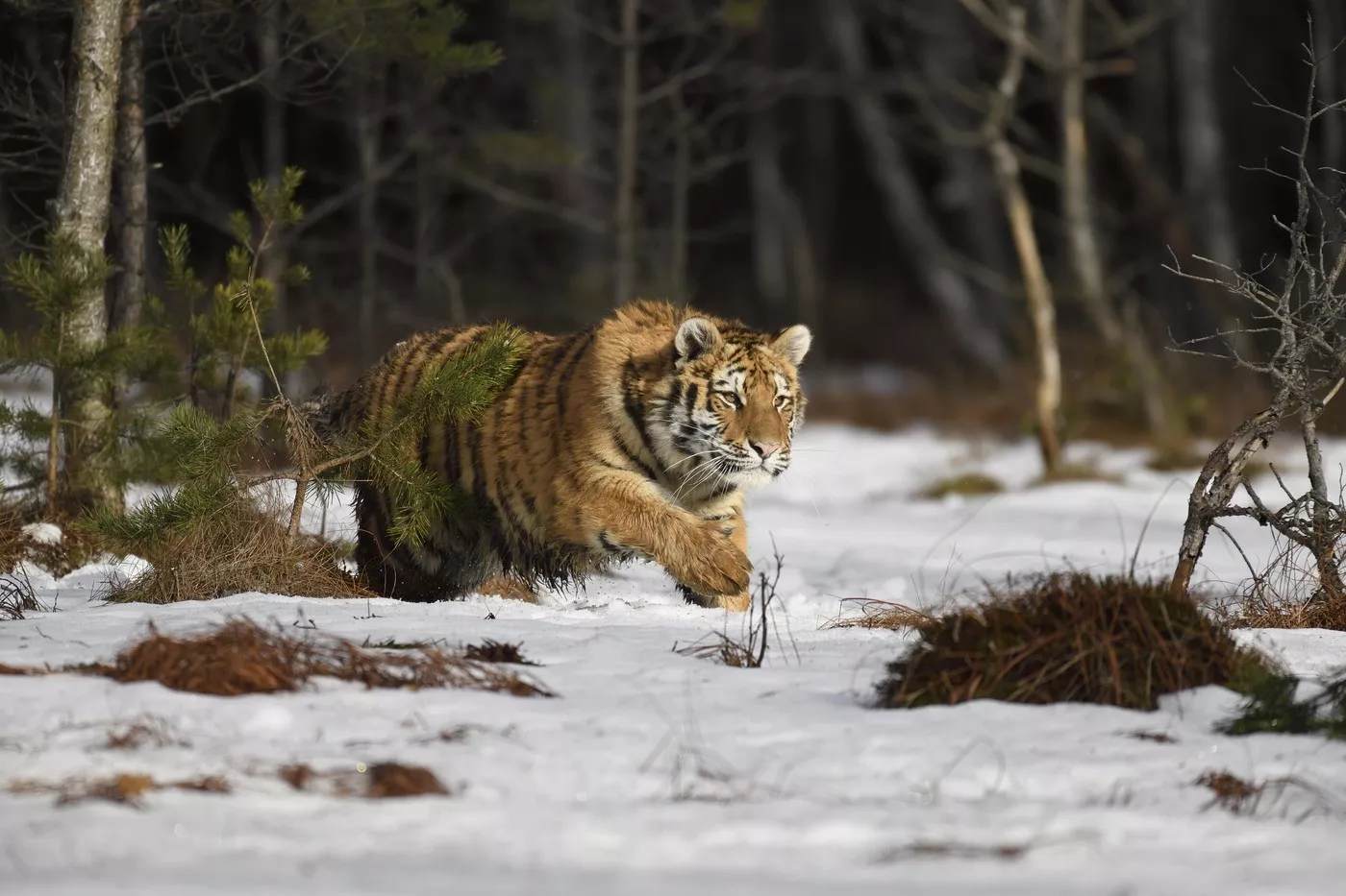 Sibirski tigar nije više ugrožena vrsta