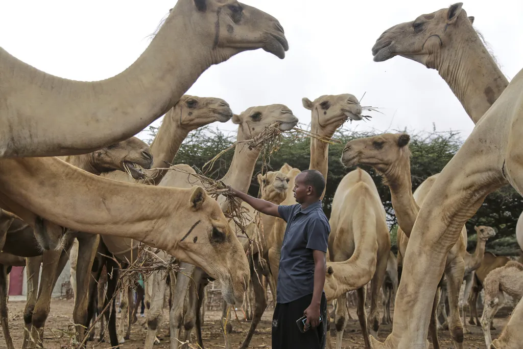 Deve mijenjaju igru: Somalija pokreće proizvodnju jogurta od devinog mlijeka