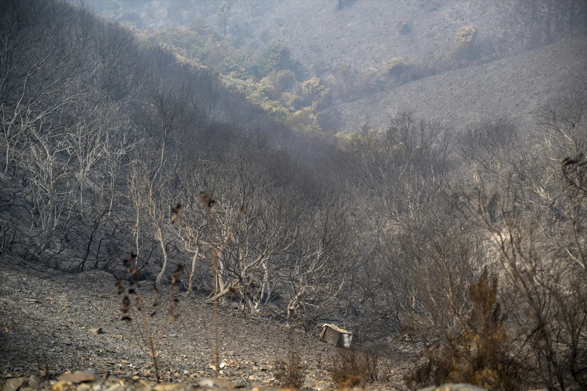 Izvještaj: U Evropi ove godine rekordan broj šumskih požara