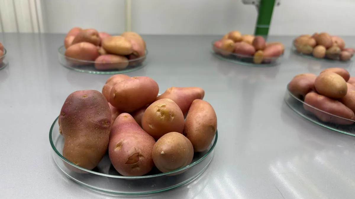 Zavirili smo u laboratoriju: Kako nastaje glamočki krompir iz epruvete?