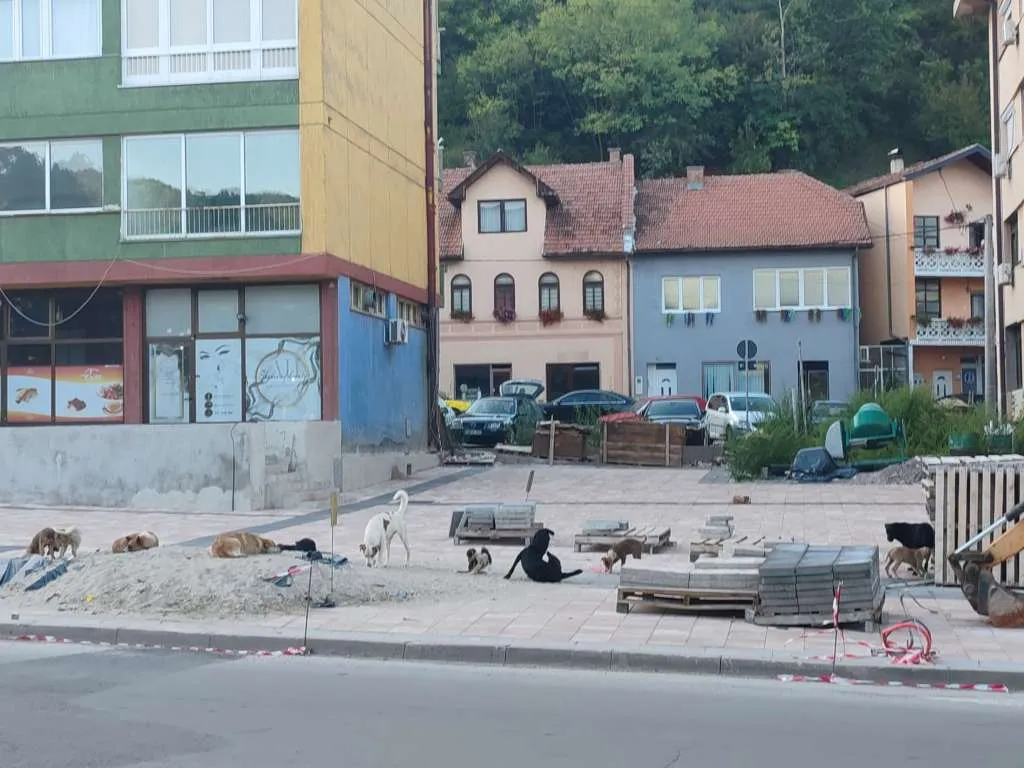 Građani uznemireni: U Goraždu sve više pasa lutalica, nije potpisan ugovor za zbrinjavanje životinja