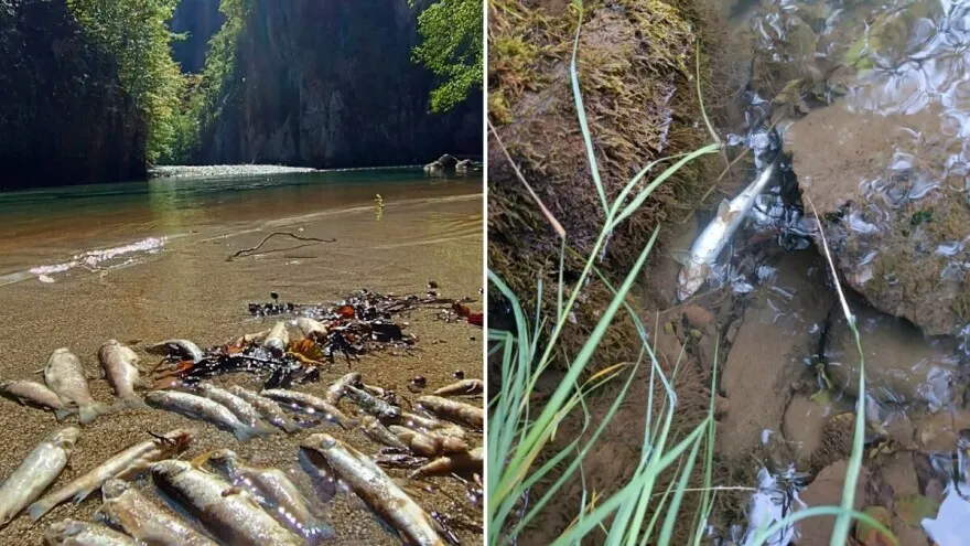 Hiljade mrtvih riba u Neretvi, istraga u toku: Nema ništa živo u vodi