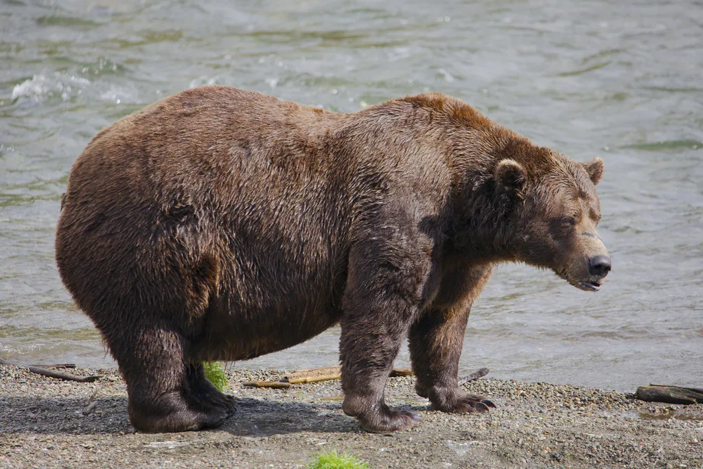 Chunk, medvjed od 540 kg sa slomljenom vilicom, pobjednik "Sedmice debelih medvjeda" na Aljasci