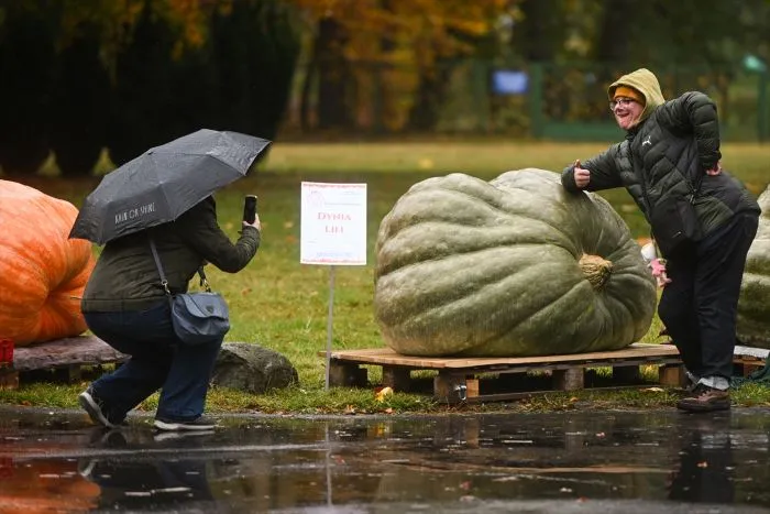 U Poljskoj održano takmičenje za najtežu tikvu: Pobjednica teška 546 kilograma