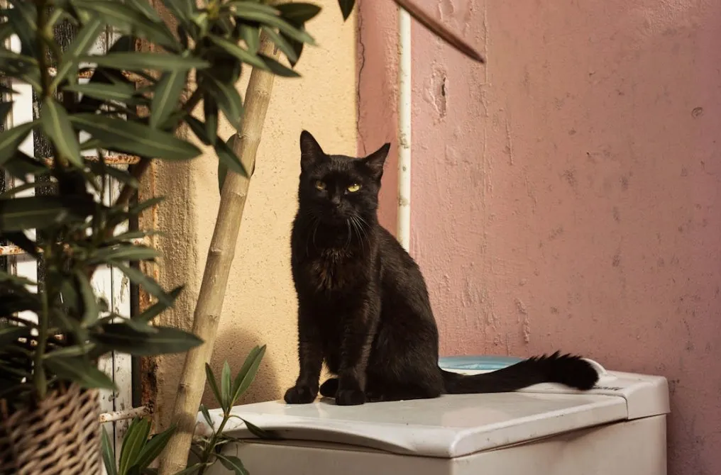 Crne mačke i Noć vještica: Zašto je špansko vijeće zabranilo njihovo usvajanje?