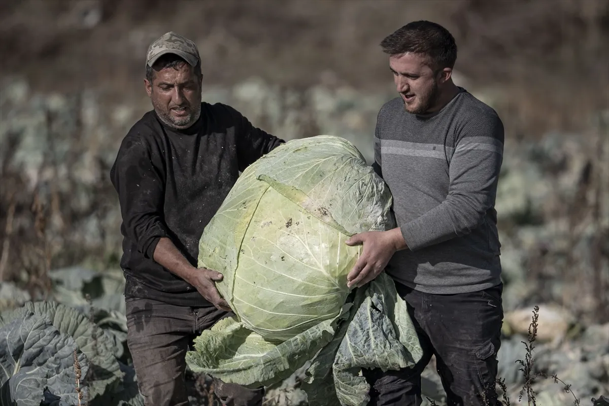 Farmeri uzgojili džinovski kupus od 57 kilograma