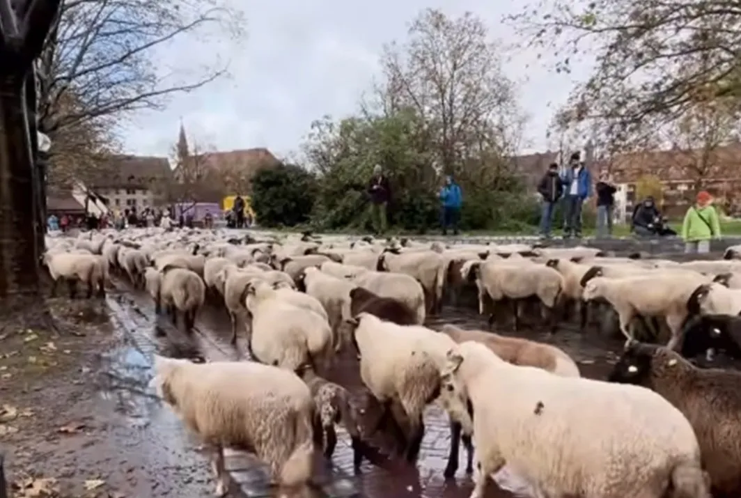 Stotine ovaca prošetalo centrom Nirnberga