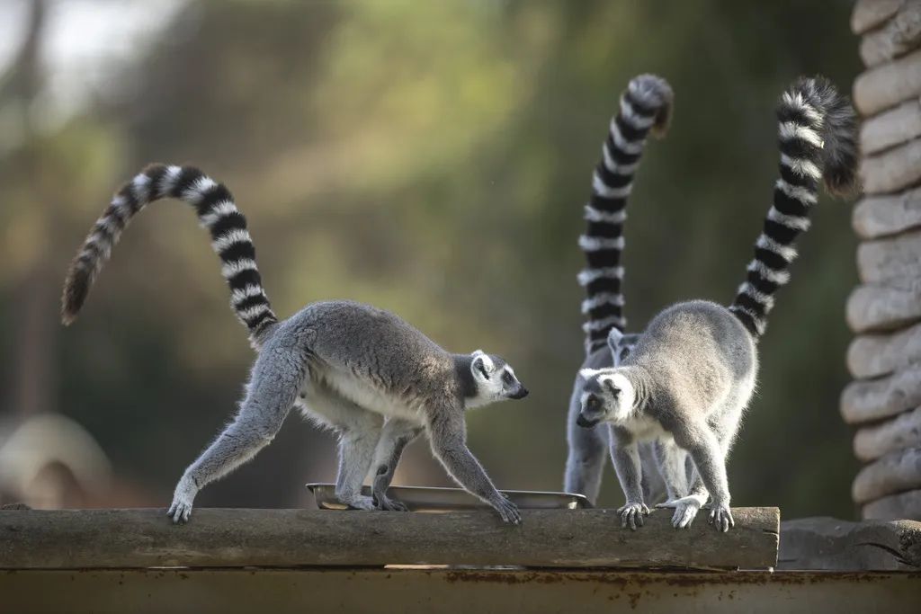 Istraživači upozoravaju: Lemuri pred izumiranjem zbog tajne trgovine luksuznim mesom
