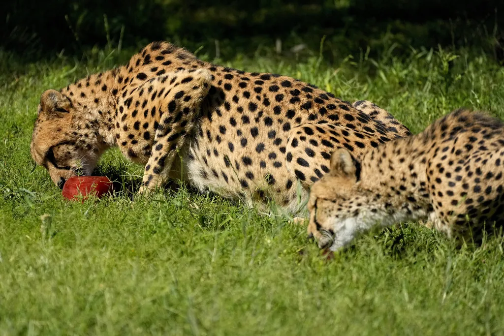 Banka sperme za geparde bi jednog dana mogla spasiti najbržu kopnenu životinju na svijetu od izumiranja