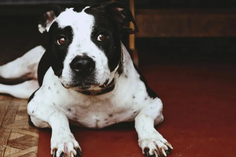 Grčka: Pitbull usmrtio dvogodišnjala, roditelji uhapšeni