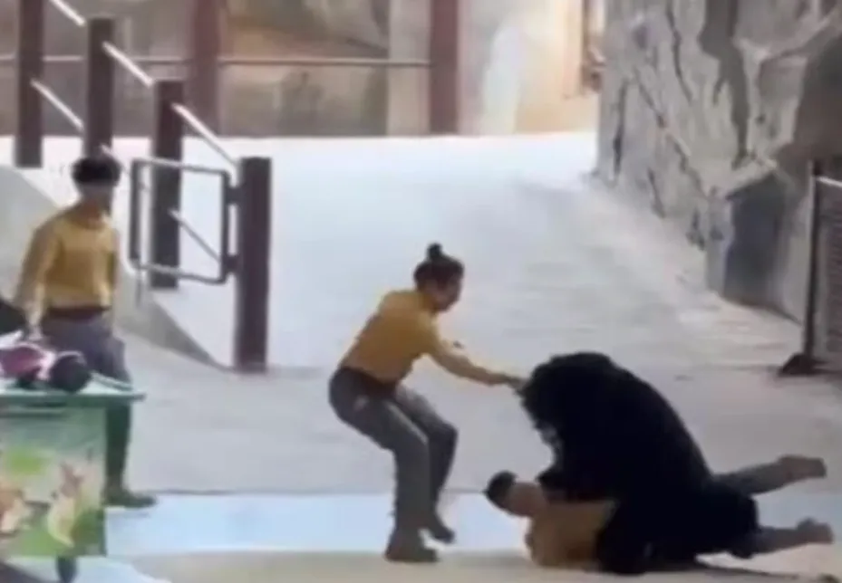 Medvjed napao čuvara zoološkog vrta u kineskom Hangzhou