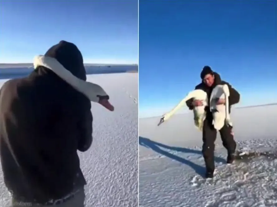 Muškarac spasio zaleđeni par labudova, mužjak bio sve vrijeme uz ženku