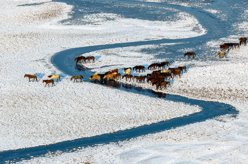Turska: Divlji konji atrakcija na padinama Erciyesa