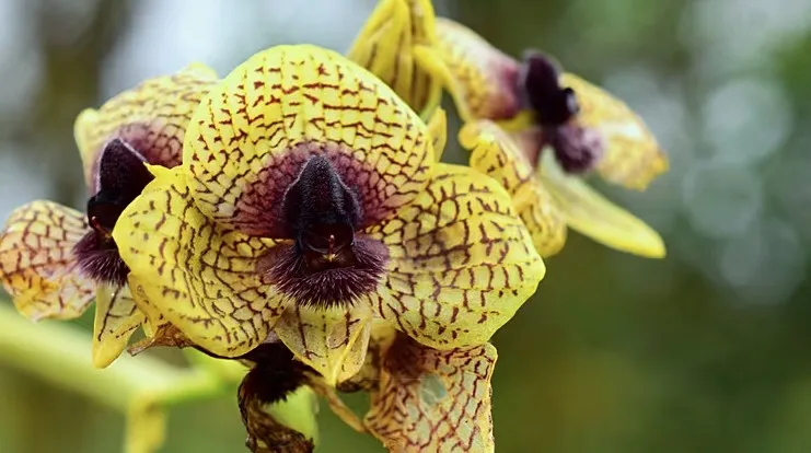 Naučnici su 2025. godine imenovali 190 novih vrsta biljaka i gljiva, uključujući i jezivu gljivu koja ubija pauke