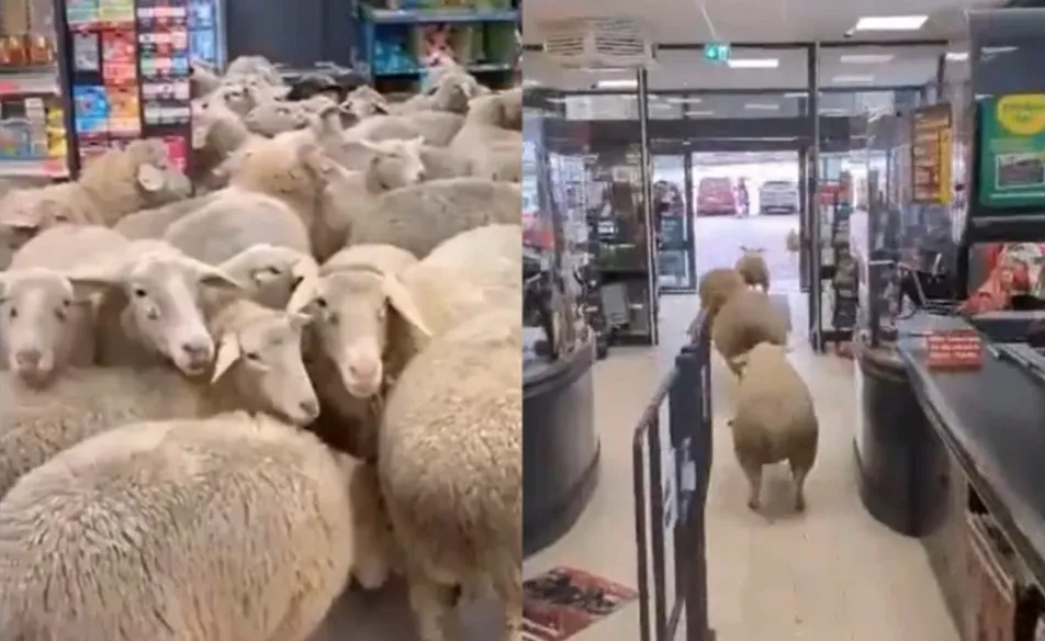 Stado ovaca ušetalo u supermarket Penny, kupci ostali u šoku