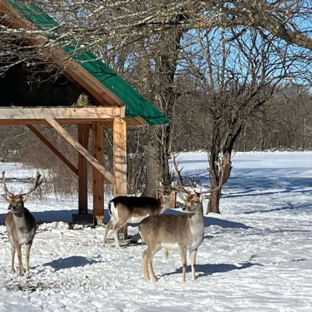 Jeleni lopatari - novi turistički potencijal Livna