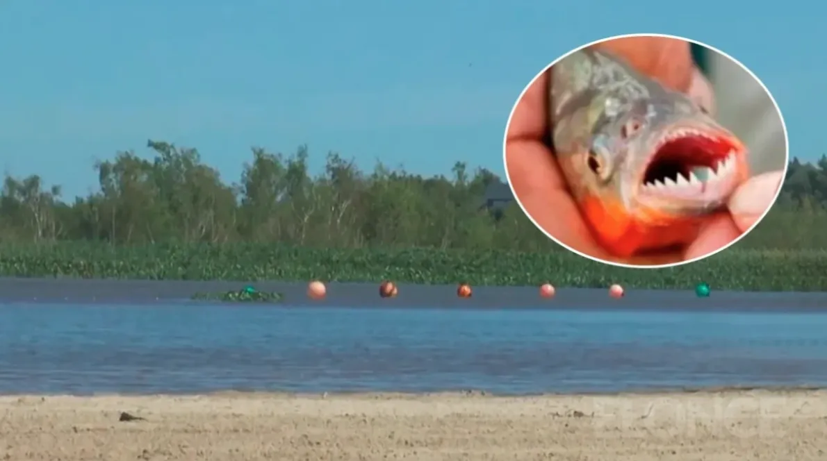 U napadu pirana povrijeđeno više od 40 ljudi