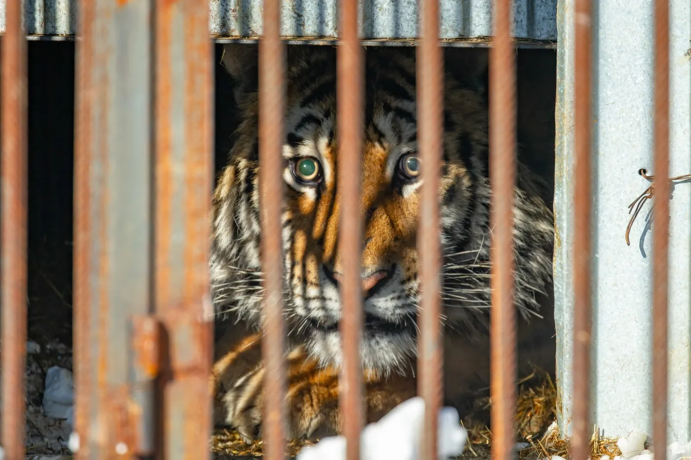Više od 70 tigrova misteriozno uginulo u parku na sjeveru Tajlanda