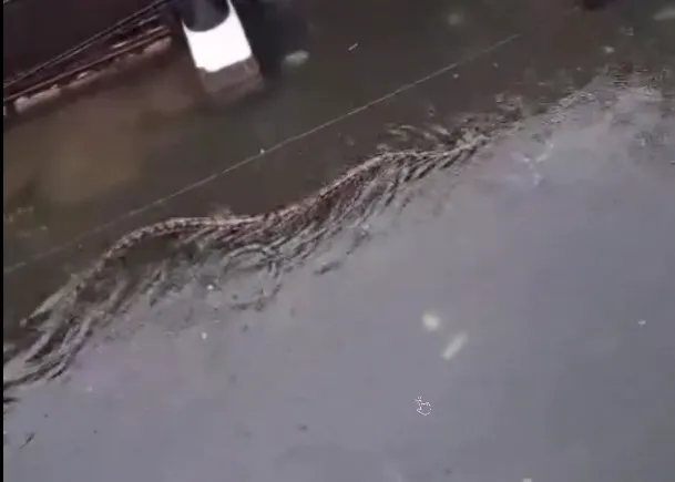 Smrtonosni pitoni dugi 5 metara plivaju ulicama Balija