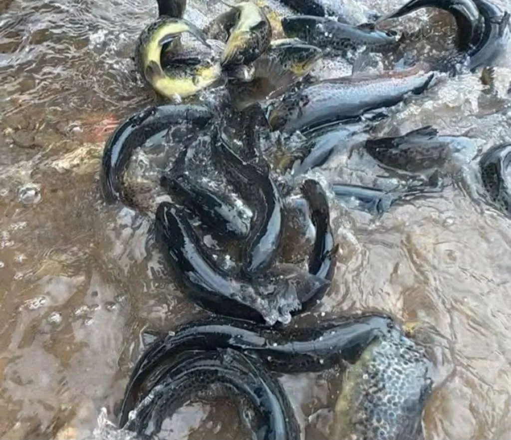 Riblji fond rijeke Drine u Goraždu bogatiji za 150 kg pastrmke