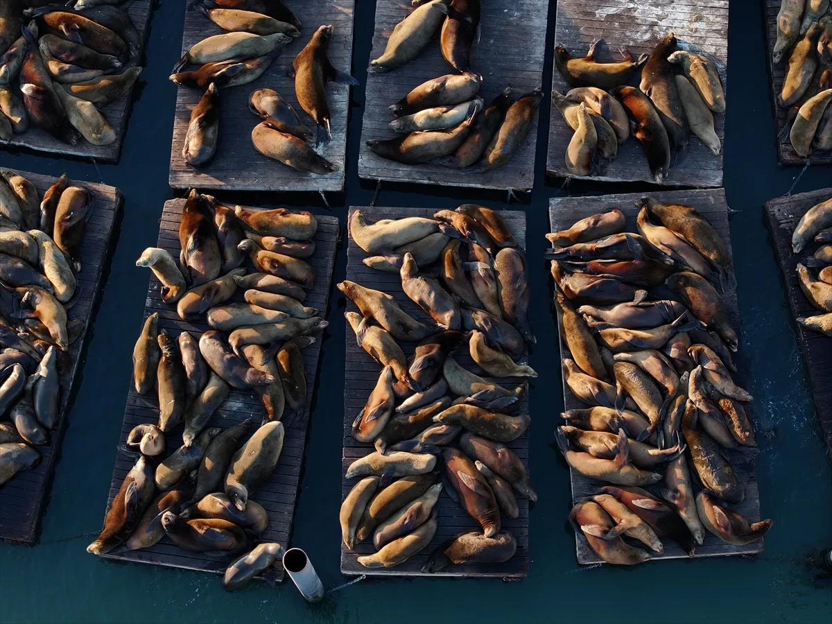 Morski lavovi u Fisherman's Wharfu u San Franciscu