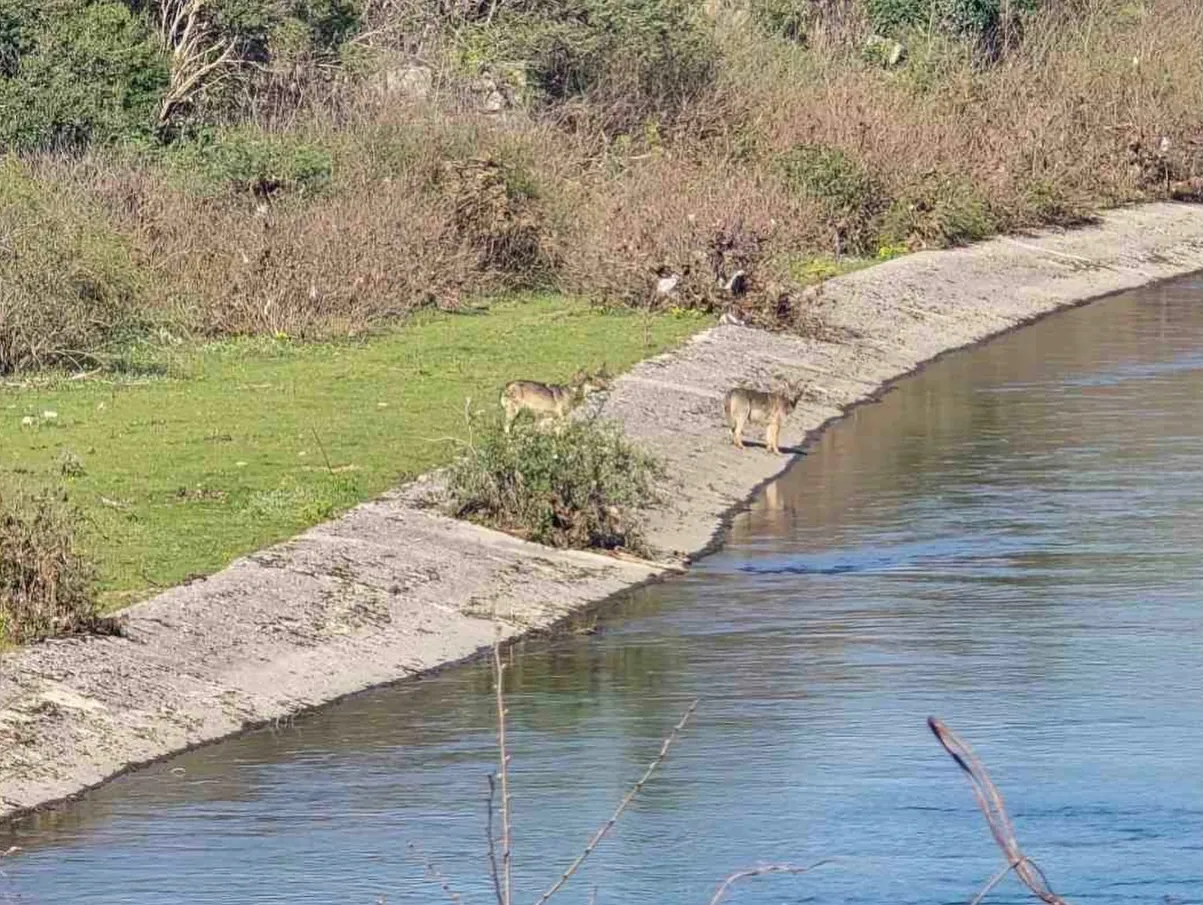 Vukovi snimljeni kako piju vodu na Trebišnjici u sred dana