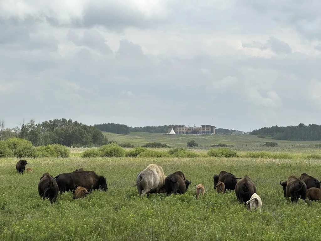 Od biodiverziteta do hvatanja ugljika: Koje su sve koristi povratka bizona u Evropu?