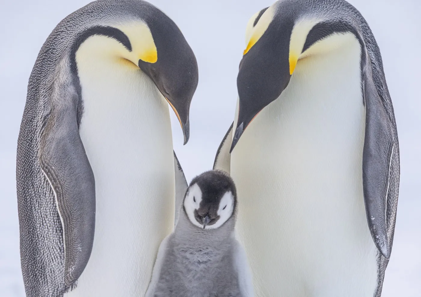 Utopljeni pilići i nestašica hrane: Carski pingvin i antarktički krzneni tuljan sada su ugroženi