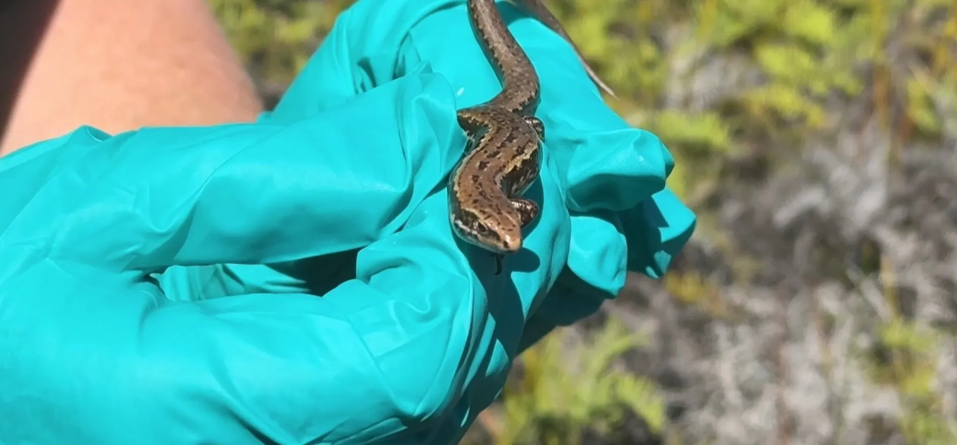Najrjeđi gušteri na svijetu bili su na rubu izumiranja sve dok se nisu umiješali novozelandski konzervatori