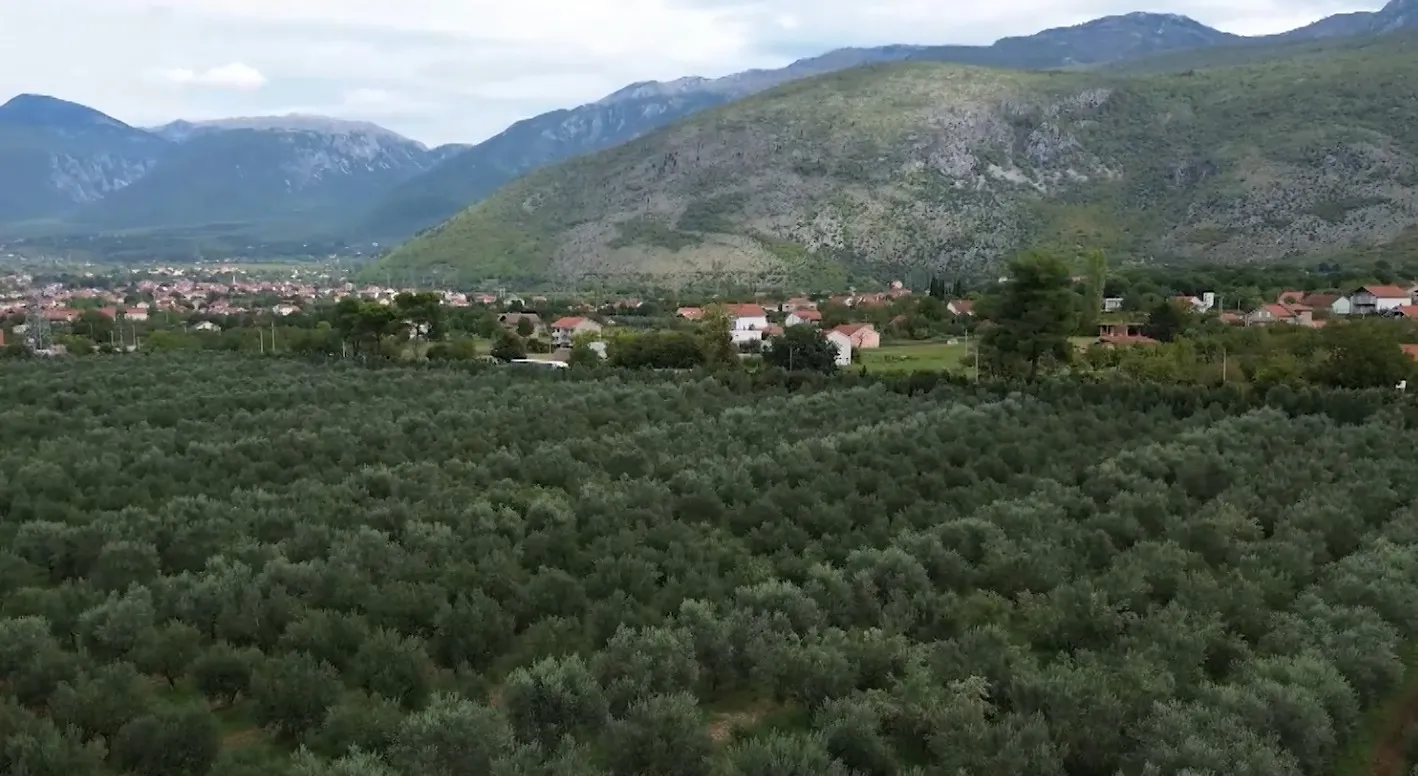 Nepoznata Evropa: Tamo gdje masline pričaju priče Hercegovine