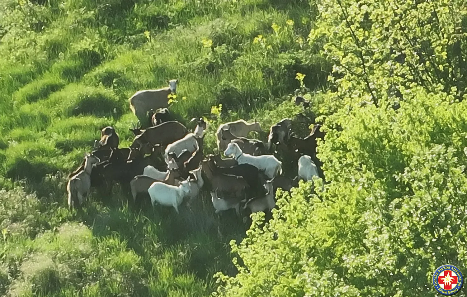 Izgubio stado koza pa zvao GSS: Životinje pronađene pomoću drona