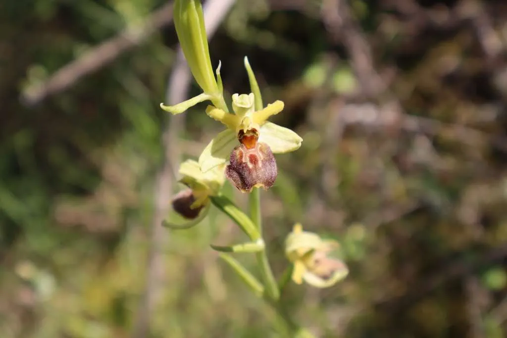 U Blagaju pronađena rijetka vrsta orhideje - Jadranska kokica
