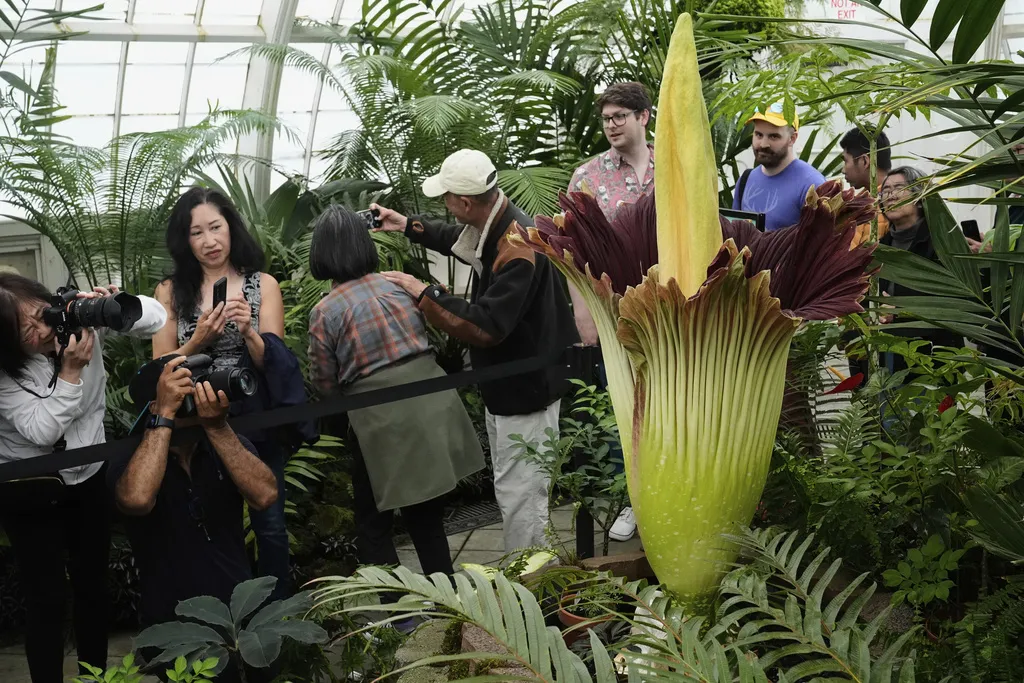 Stotine ljudi okupilo se kako bi pomirisalo rijedak "cvijet leša" koji cvjeta u Londonu