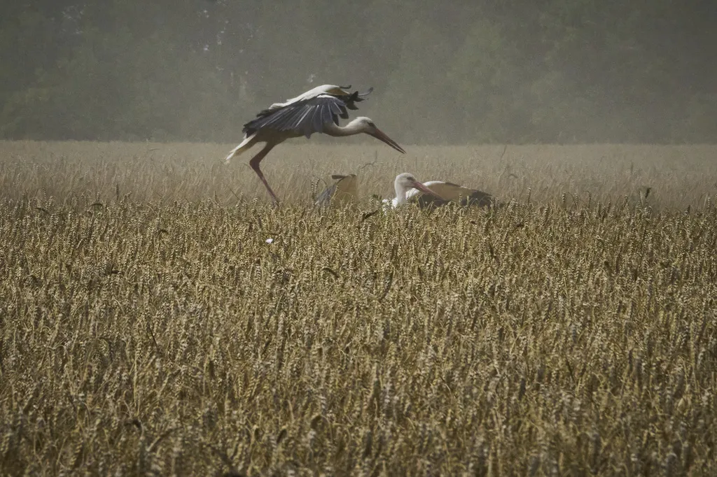 Ukrajina tvrdi da brod koji prevozi “ukradeno” žito neće biti istovaren ​​u Izraelu