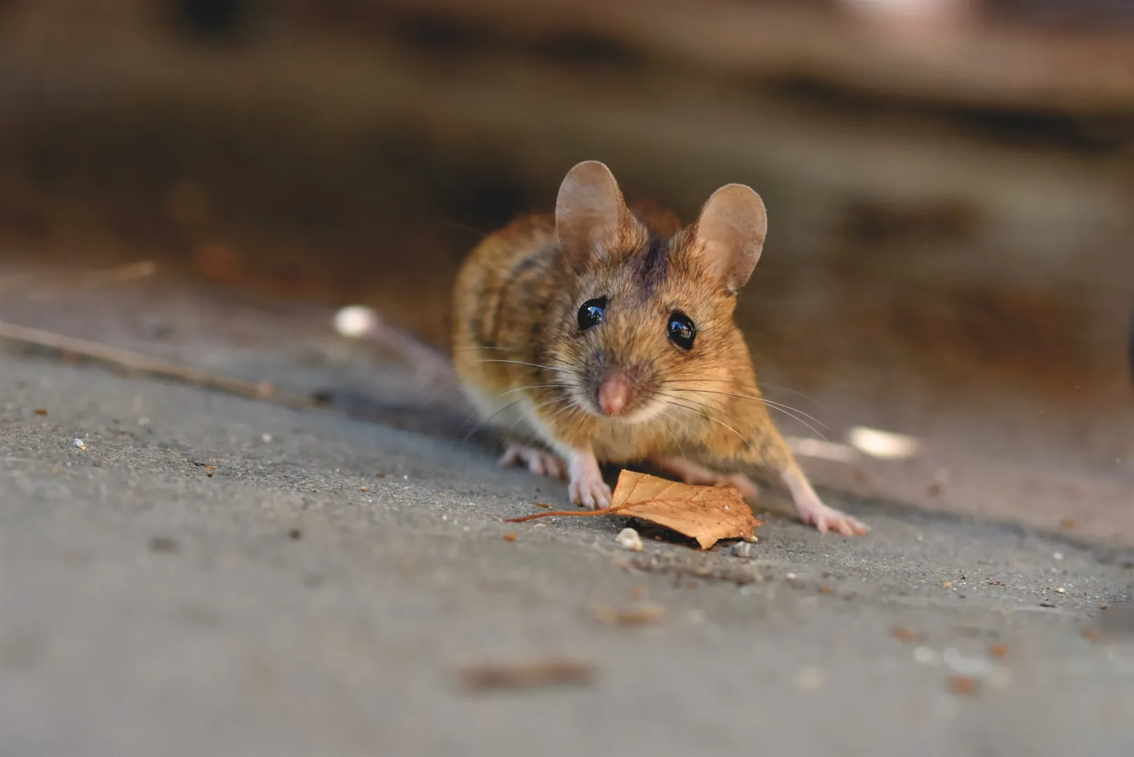 Hantavirus: Koji su simptomi i kako se prenosi?