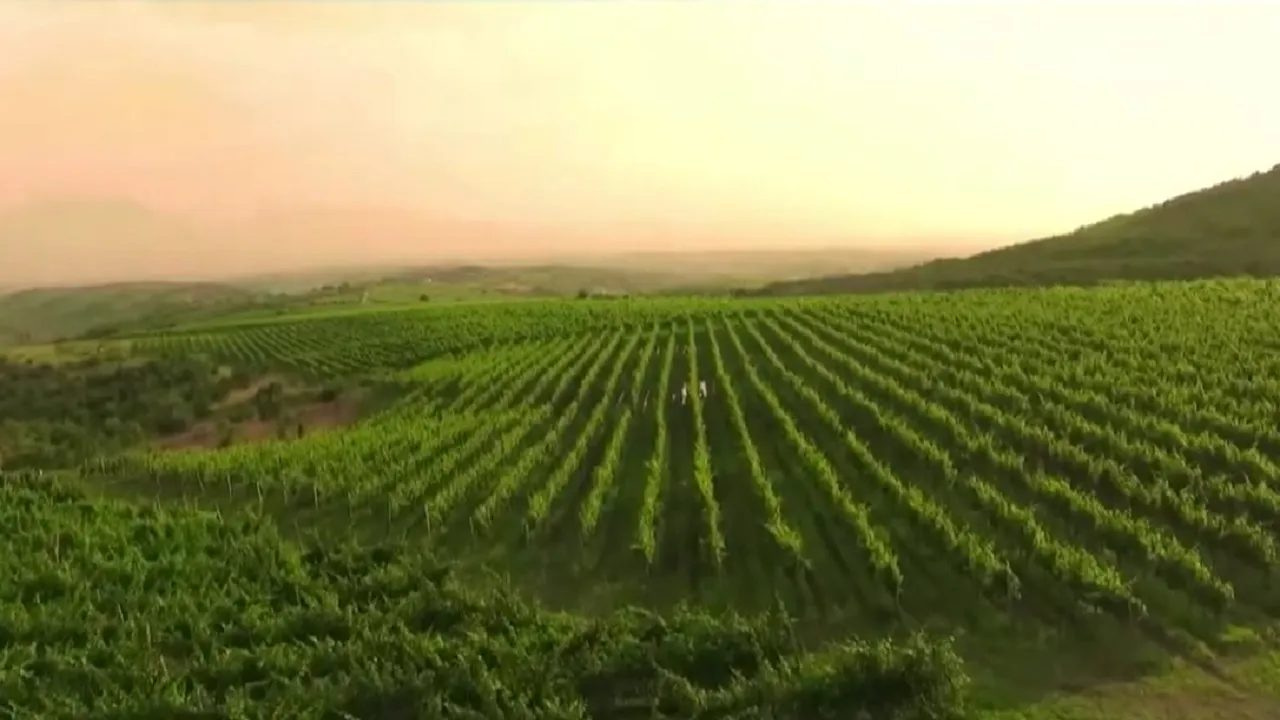 Nepoznata Evropa: Šćepo Vujičić - vinar koji je kupio vinograde od cara
