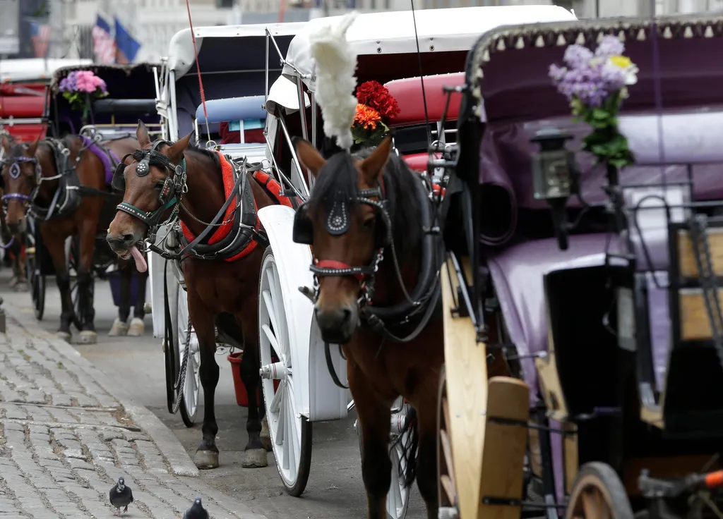 New York želi zabraniti turističke kočije s konjima nakon tragedije u Central Parku