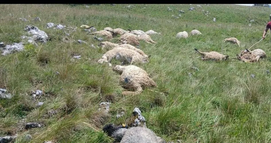 Udar groma usmrtio tridesetak ovaca na planini Hrbina kod Kupresa
