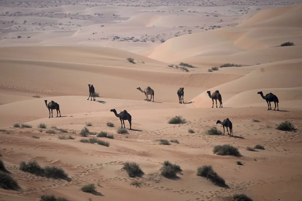 Visoke temperature pogađaju i afričke kamile