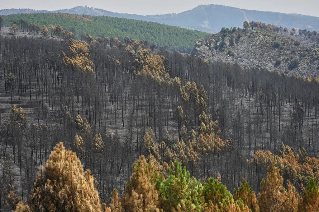 Požari širom Španije haraju zbog ekstremnih vrućina, izgorjelo više od 123.000 hektara