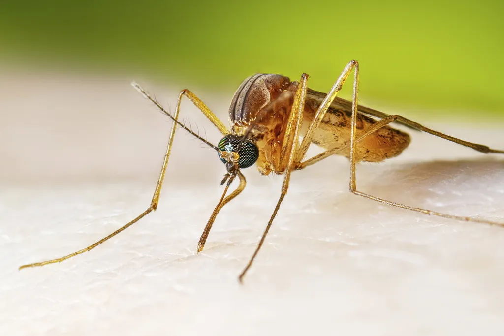 SZO: Virus Zapadnog Nila se širi u Evropi, najviše slučajeva u Italiji