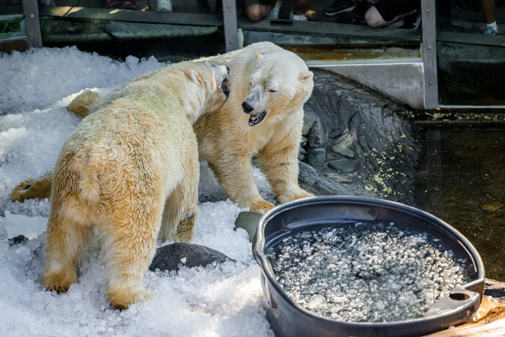 Zbog ekstremnih vrućina: Tone leda za bijele mjedvede u praškom ZOO vrtu