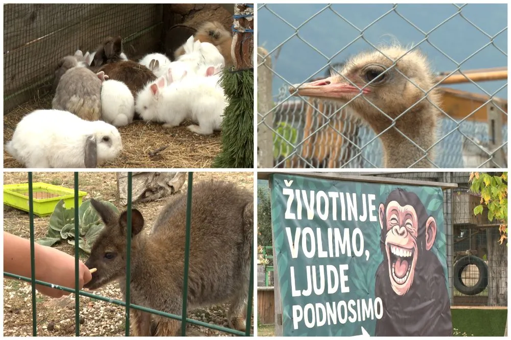Od noja za 18. rođendan do više od 200 životinja: Ovo je priča o ZOO Bambi