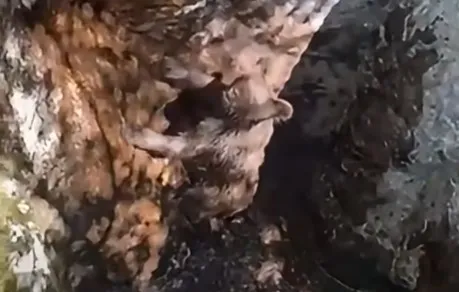 Lovci spasili malog medvjeda iz duboke jame kod Mostara