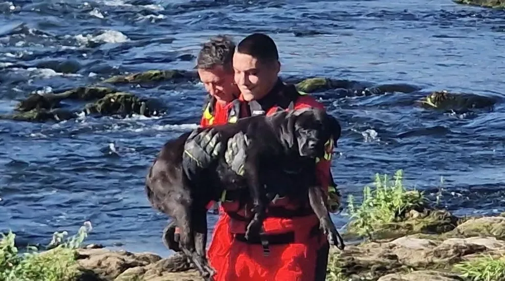Laktaški vatrogasci spasili psa iz Vrbasa