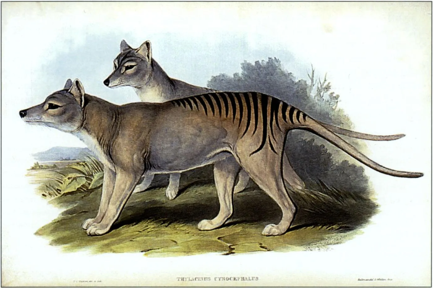Tasmanijski tigar bi uskoro mogao ponovo hodati zemljom, 100 godina nakon izumiranja