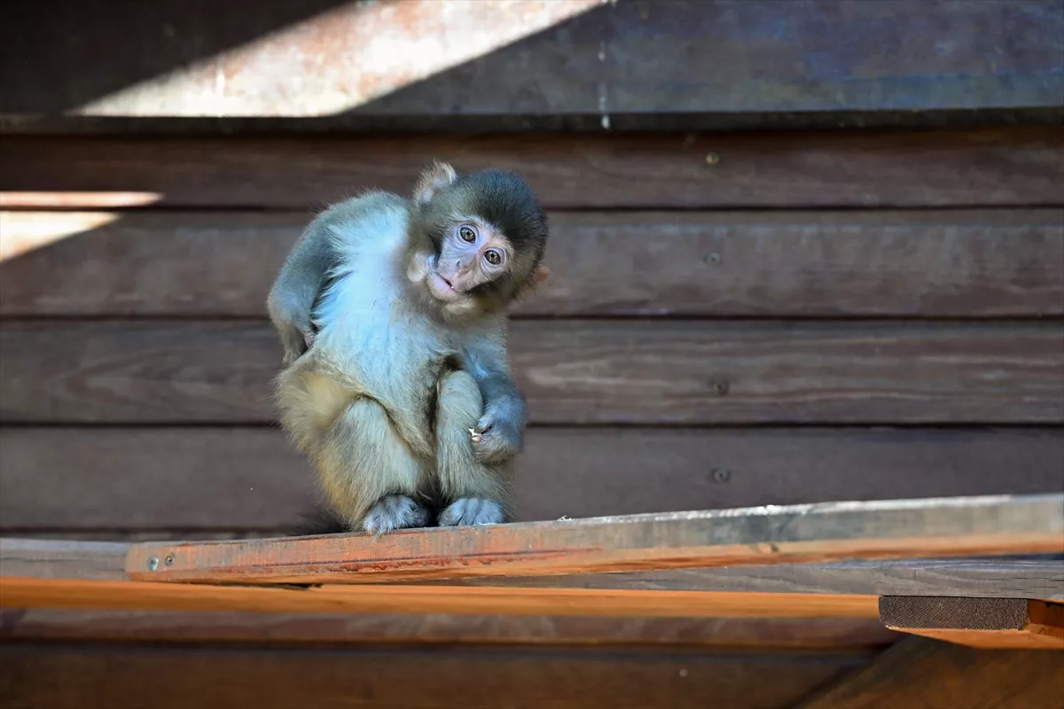 U Nepalu se održava prvi popis majmuna