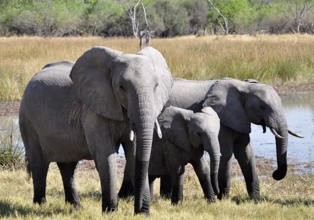 Voz udario u krdo slonova i usmrtio sedam životinja